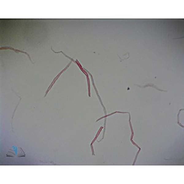 Prepared Microscope Slide - Pine (Pinus) Stem to Show Xylem Tubes W.M.