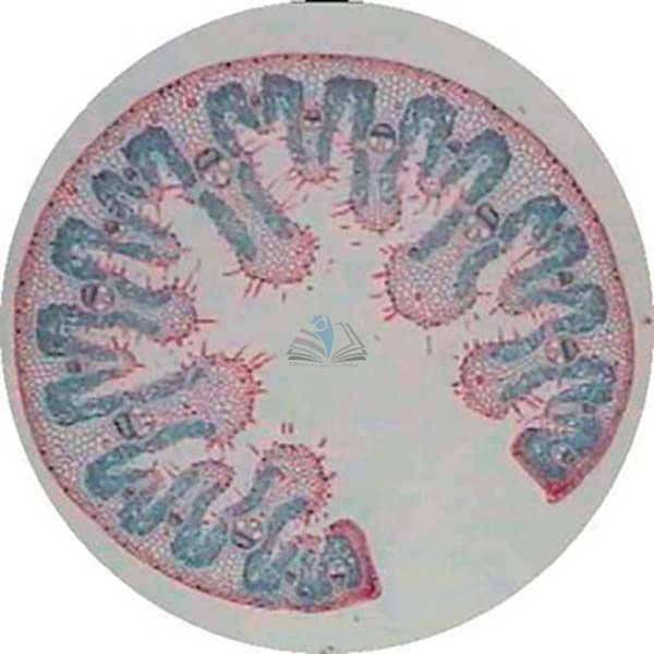 Prepared Microscope Slide - Lily (Lilium) Young Flower Bud T.S.