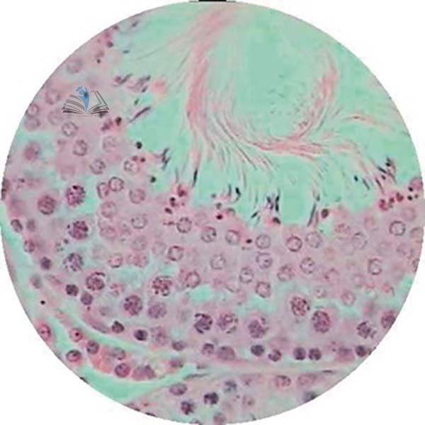 Prepared Microscope Slide - Human Testis T.S.