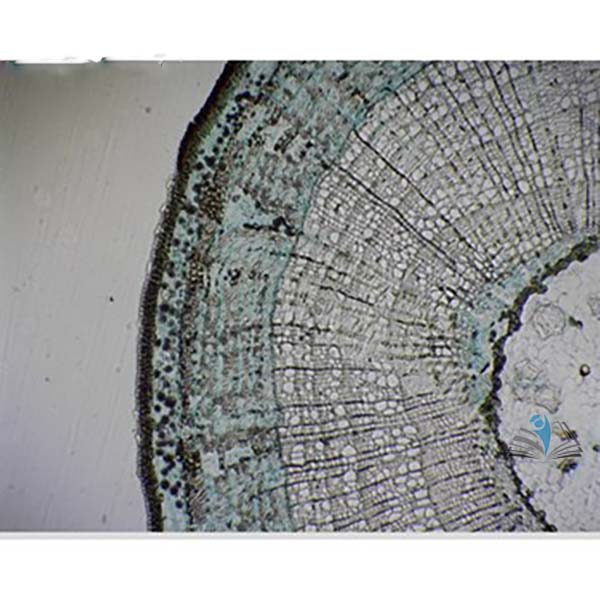 Prepared Microscope Slide - Lime (Tilia) Mature Stem T.S.