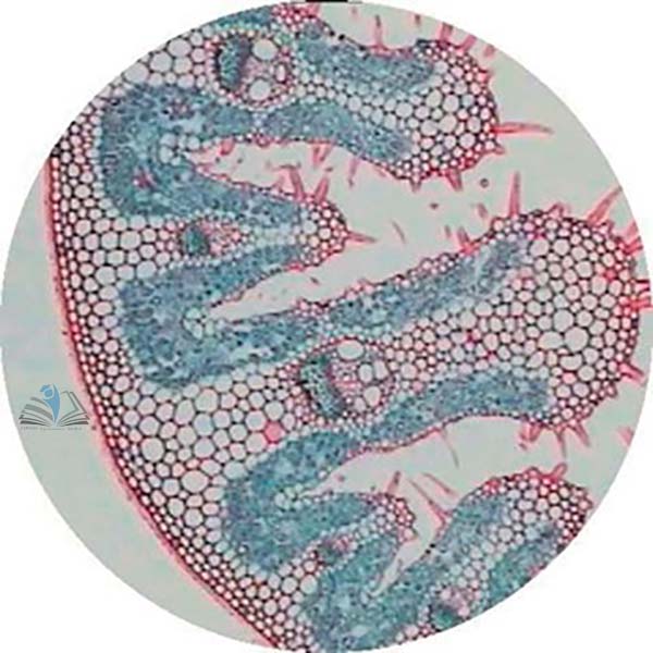 Prepared Microscope Slide - Buttercup (Ranunculus) Flower L.S.