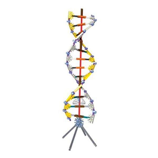 DNA Replication and Transcription