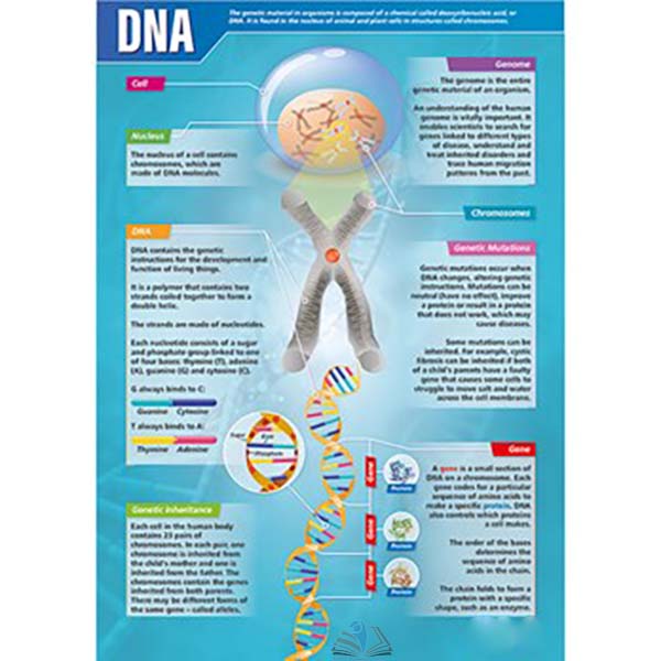 DNA Poster