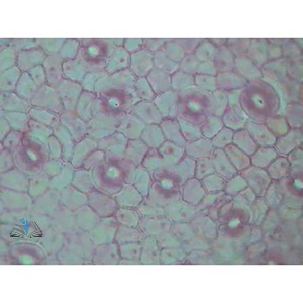 Prepared Microscope Slide Set - Plant Structure Angiosperms KIT