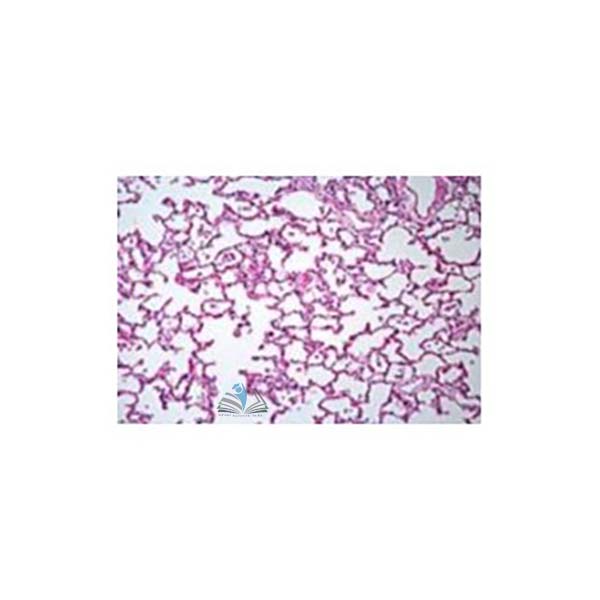 Prepared Microscope Slide Set - Human Anatomy