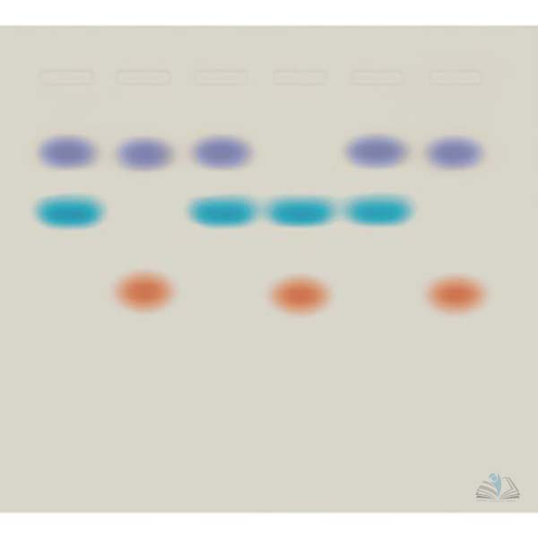 Whose DNA was Left Behind Kit