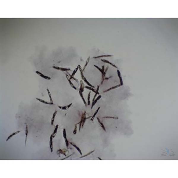 Prepared Microscope Slide - Euglena viridis