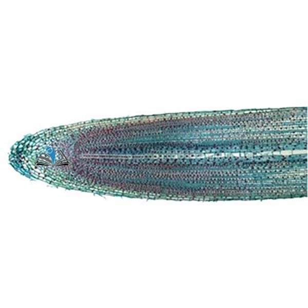 Prepared Microscope Slide Set - Meiosis and Mitosis