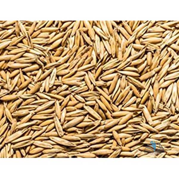 Laboratory Grade Seeds, Oat - 500g