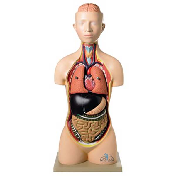 Economy Human Torso Model With Head
