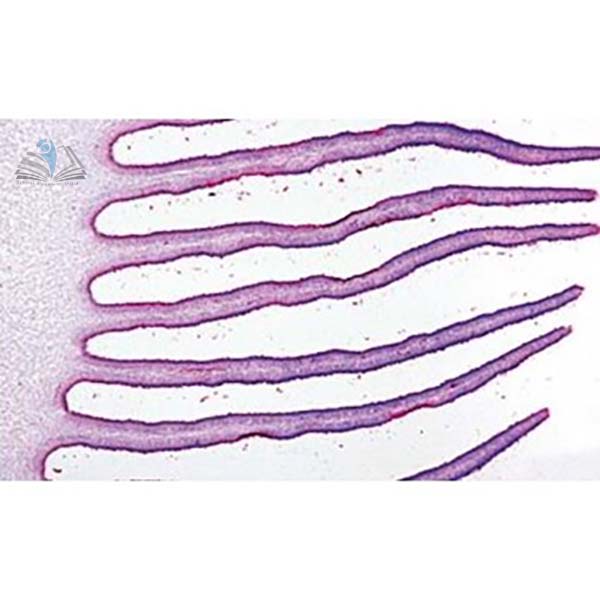 Prepared Microscope Slide - Agaricus campestris Pileus, Grills With Basidiospores V.S.