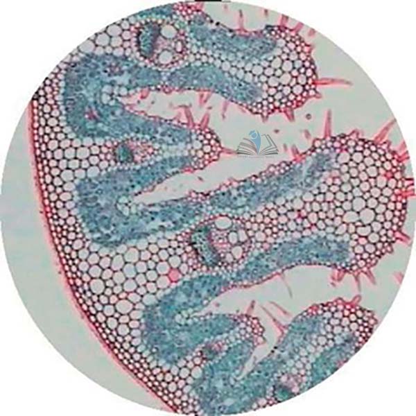 Prepared Microscope Slide - Mesophytic, Hydrophytic and Xerophytic Leaf Comparison Slide