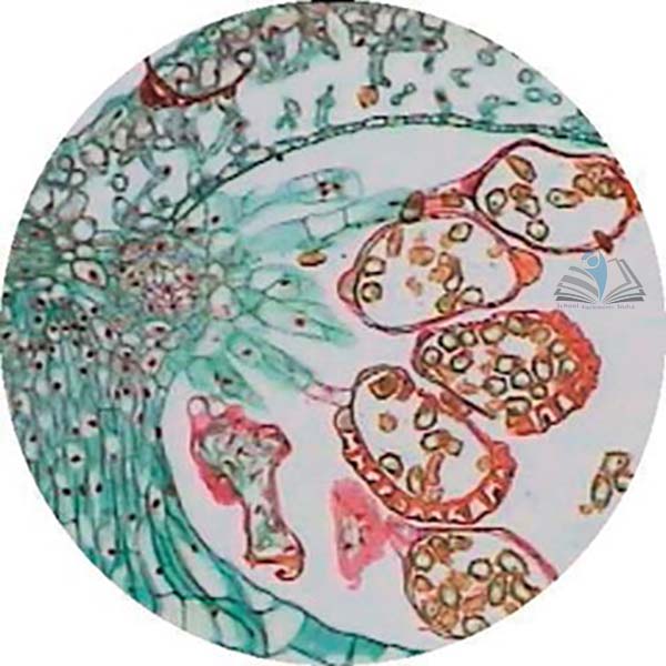 Prepared Microscope Slide - Fern Prothallus W.M.