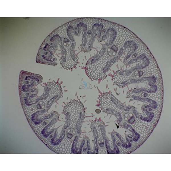 Prepared Microscope Slide - Marram Grass (Ammophila arenaria) Xerophytic T.S.