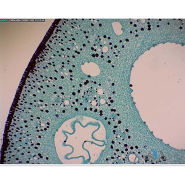 Prepared Microscope Slide - Water Lily (Nymphaea) Leaf T.S.