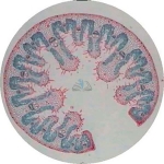 Prepared Microscope Slide - Lily (Lilium) Young Flower Bud T.S.