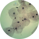 Prepared Microscope Slide Set - Connective Tissues and Systems of Movement
