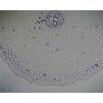 Prepared Microscope Slide - Buttercup (Ranunculus) Mature Root T.S.