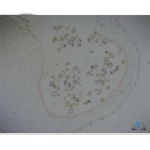 Prepared Microscope Slide - Lily (Lilium regale) Anthers T.S.