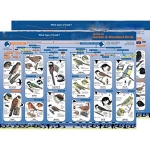 Identification Guide Common British Garden & Woodland Birds