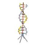 DNA Replication and Transcription