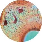 Prepared Microscope Slide - Oesophagus Stratified Squamous Epithelium T.S.