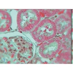 Prepared Microscope Slide - Golgi Bodies in Spinal Ganglion