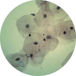 Prepared Microscope Slide Set - Biological Science KIT