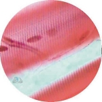 Prepared Microscope Slide - Cardiac Muscle Intercalculated Discs L.S.