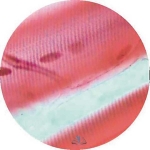 Prepared Microscope Slide - Striated Muscle Cardiac L.S.