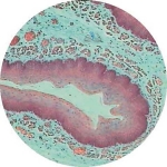 Prepared Microscope Slide - Mammal Duodenum Section