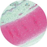 Prepared Microscope Slide - Trachea Thin Section T.S.