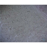 Prepared Microscope Slide - Non-striated (Smooth) Muscle Intestinal Wall