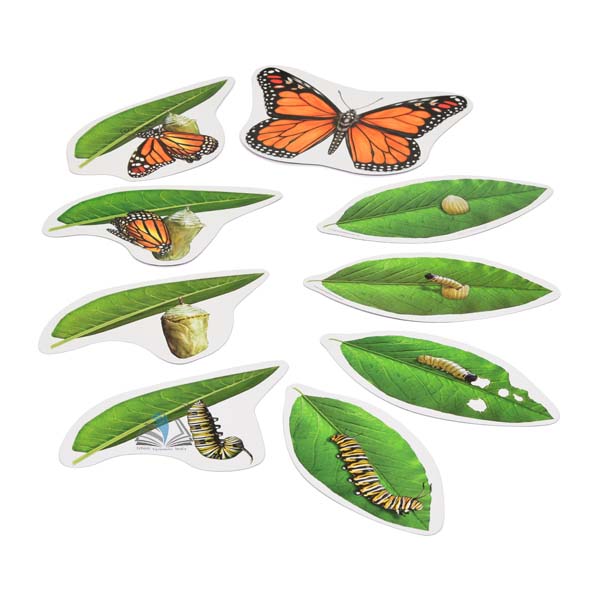 Butterfly Magnetic Life Cycle