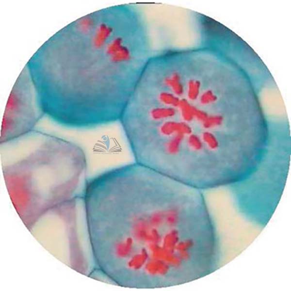 Prepared Microscope Slide - Lily (Lilium regale) Anthers T.S. - Metaphase
