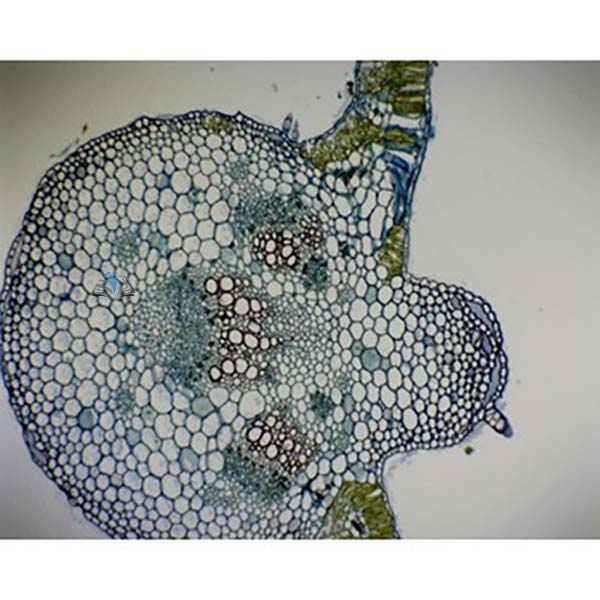 Prepared Microscope Slide - Monocot and Dicot Leaf Comparison Slide T.S.