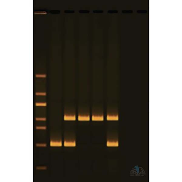 Human DNA Typing Using PCR Kit