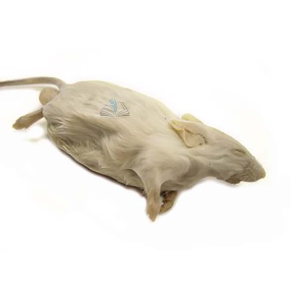 Preserved Mouse Specimen
