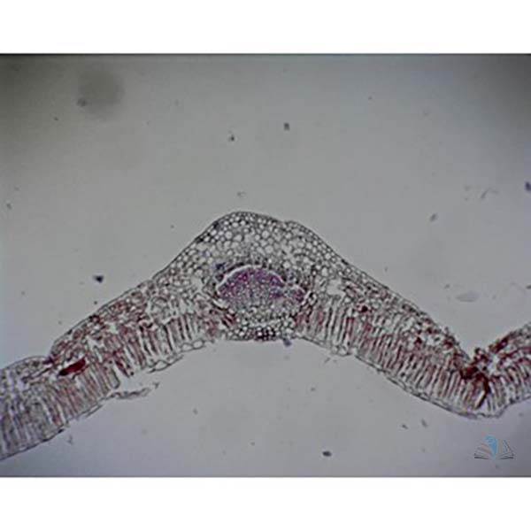 Prepared Microscope Slide - Privet (Ligustrum) Leaf T.S.