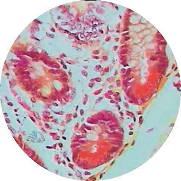 Prepared Microscope Slide - Large Intestine Colon T.S.