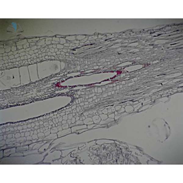 Prepared Microscope Slide - Pumpkin (Cucurbita) Stem with Sieve Tubes L.S.