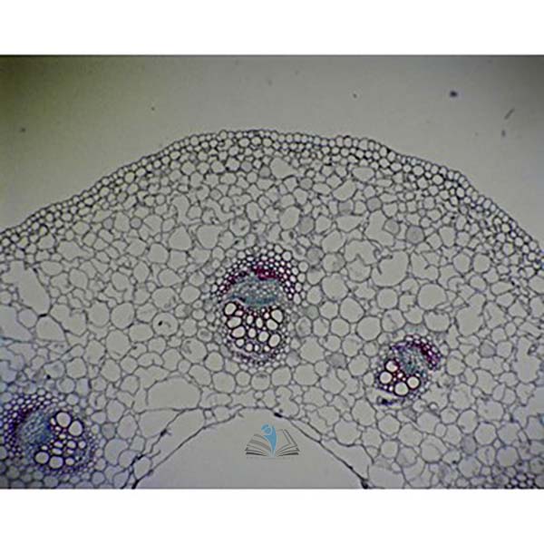 Prepared Microscope Slide - Buttercup (Ranunculus) Stem T.S.