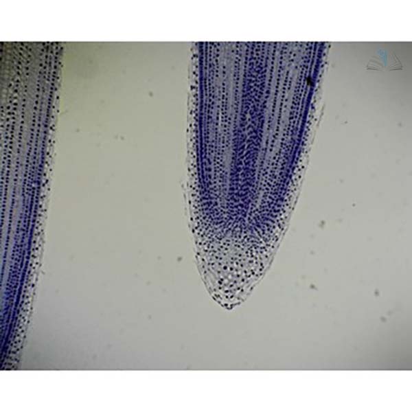 Prepared Microscope Slide - Onion (Allium) Root Tip L.S.
