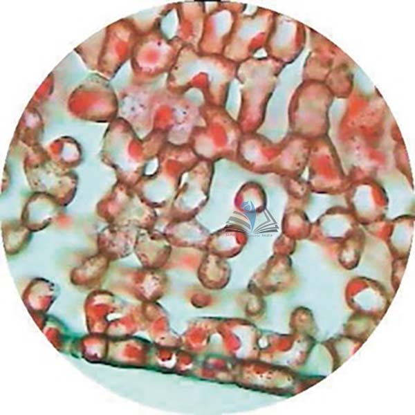 Prepared Microscope Slide - Crowberry (Empetrum nigrum) Xerophytic Leaf T.S.
