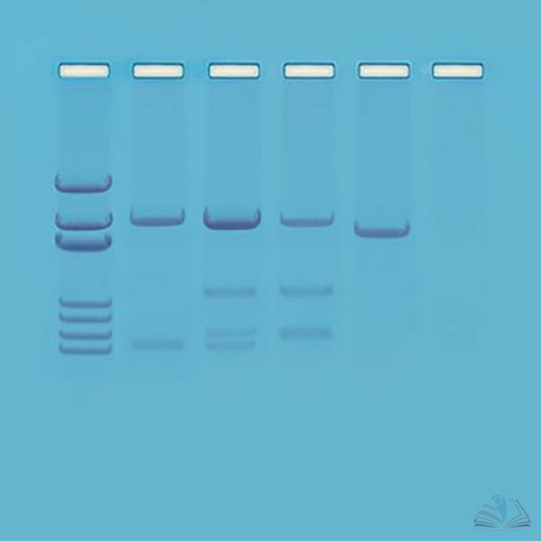 DNA Paternity Testing Simulation Kit