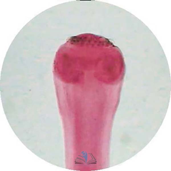 Prepared Microscope Slide - Tapeworm (Taenia) Proglottid T.S.