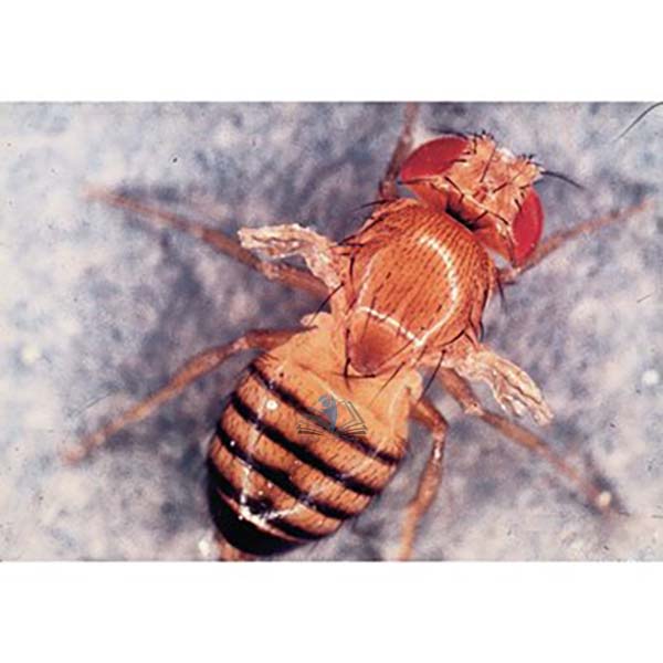 Drosophila: Wild Type, Scarlet Eye