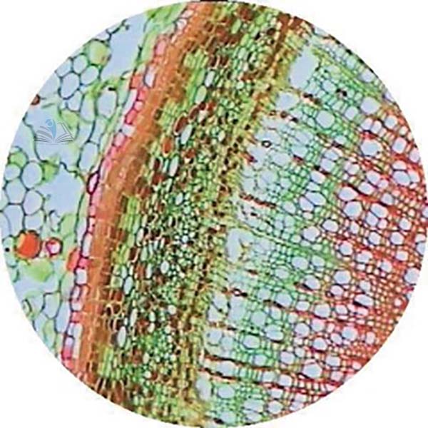 Prepared Microscope Slide - Nettle (Urtica dioica) Stem for Stinging Cells T.S.