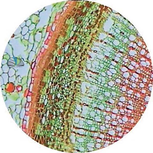 Prepared Microscope Slide - Elderberry (Sambucus) Bark with Lenticel T.S.