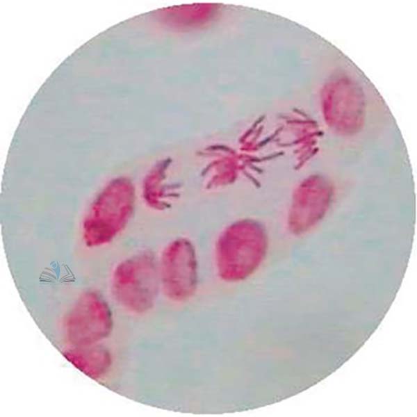 Prepared Microscope Slide - Onion (Allium) Root Tip Squash